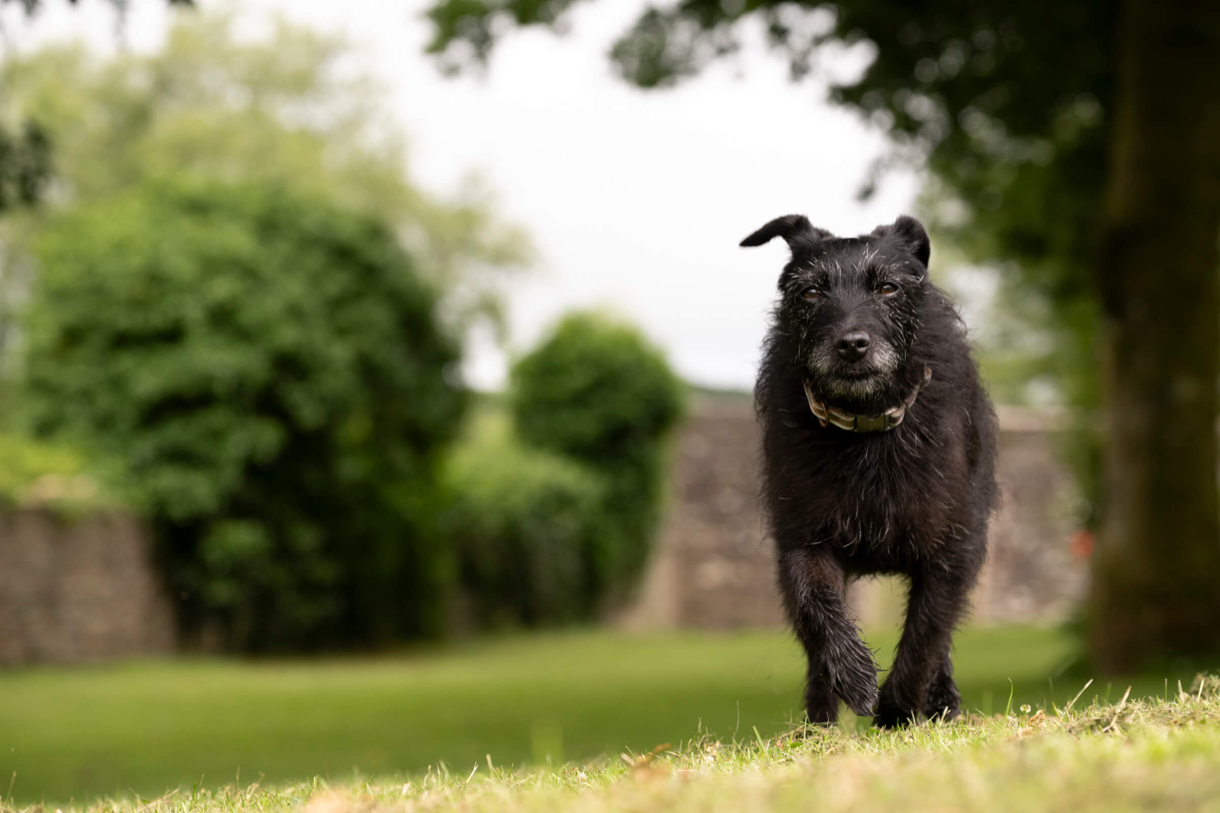 Close up of dog in exercise field at Doublebois