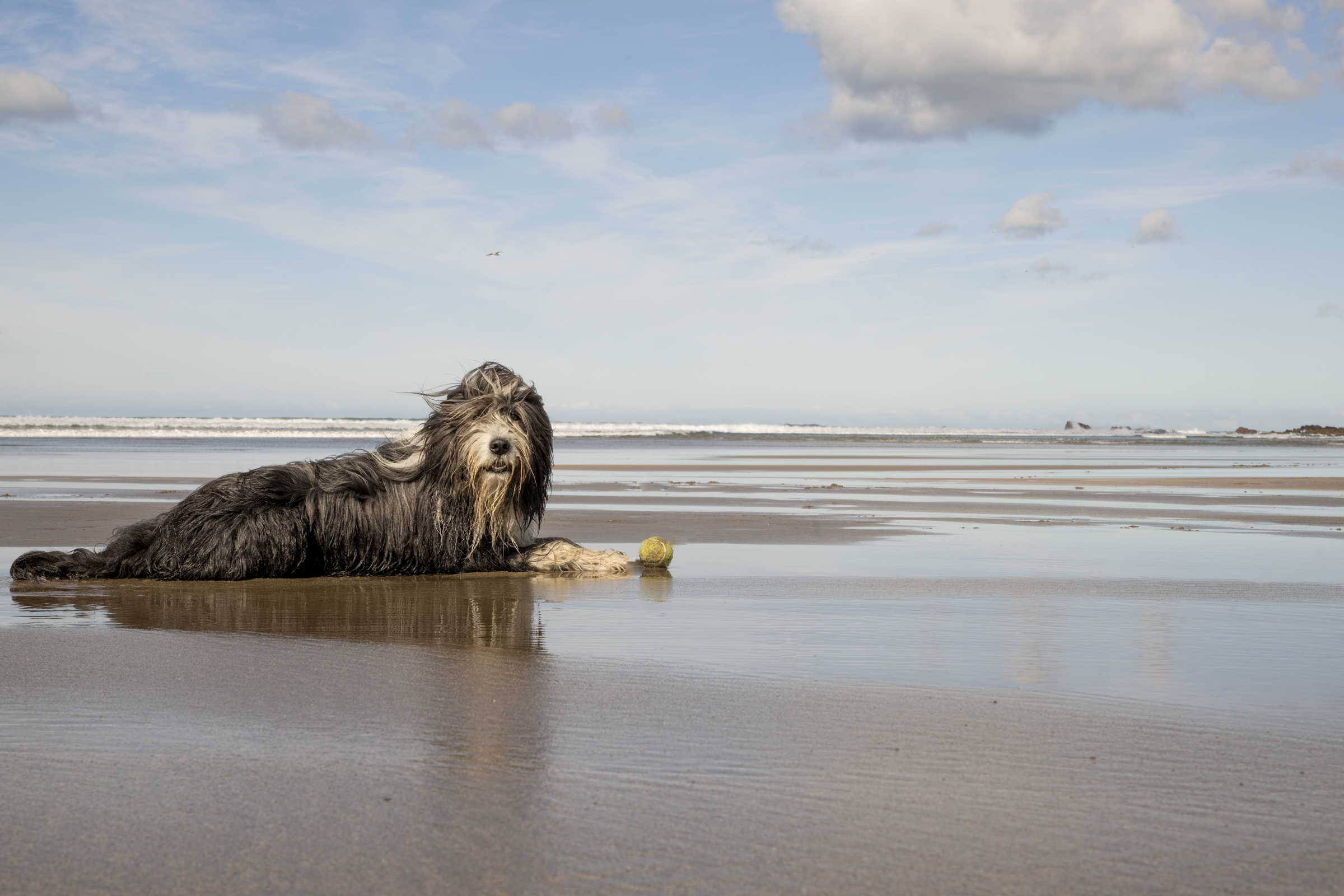 Dog and its ball on the beach on the Isle of Wight